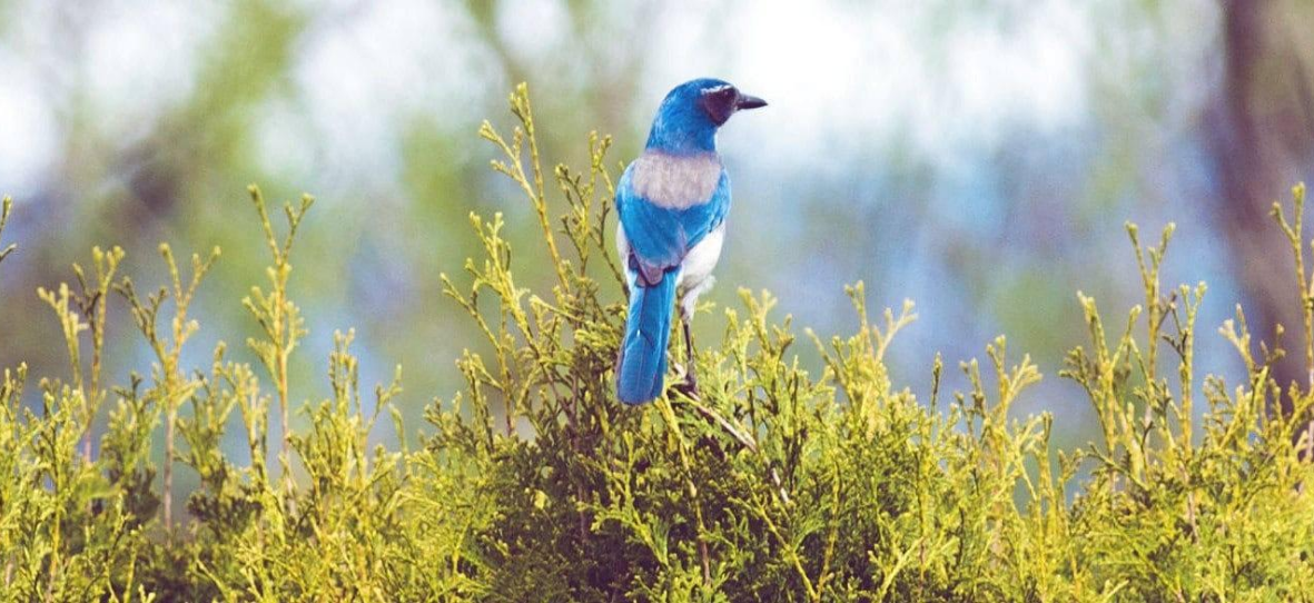 migration bluebird Node.js